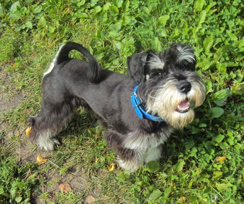 Дерик2 - оригинал