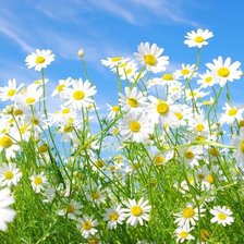 Схема вышивки «ромашки»