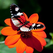 Схема вышивки «бабочка»