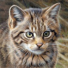 Схема вышивки «Кот»