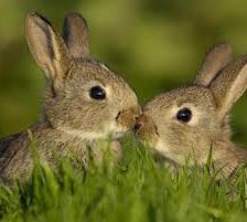 Схема вышивки «Зайчики»