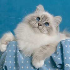 Схема вышивки «Кошка»