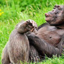 Схема вышивки «Самец, однако!»