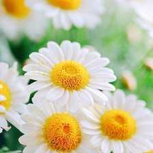 Схема вышивки «ромашки»