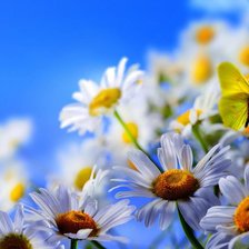 Схема вышивки «ромашки»