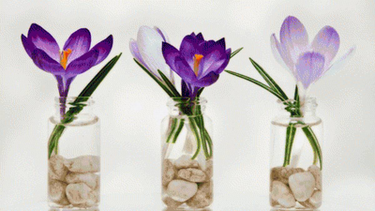 крокусы - цветы - предпросмотр