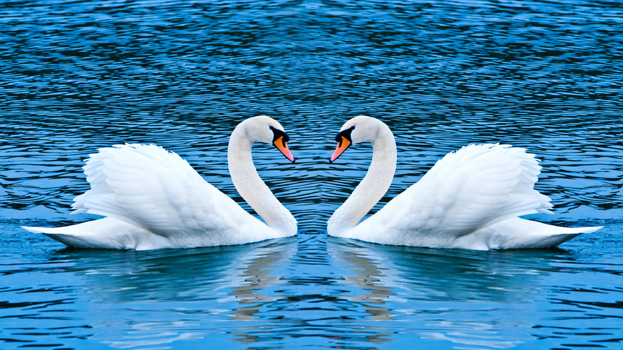 идеальная пара - лебеди, вода - оригинал