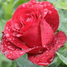 Схема вышивки «№1305348»