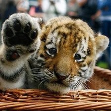 Схема вышивки «Тигрёнок»