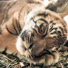 Схема вышивки «Тигренок»