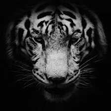 Схема вышивки «Тигр»