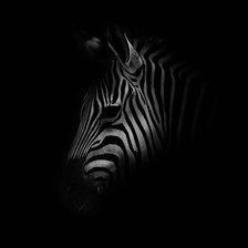 Схема вышивки «Зебра»