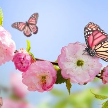 Схема вышивки «Бабочка»