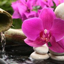 Схема вышивки «Орхидея на камне»