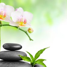 Схема вышивки «Орхидея и бамбук»