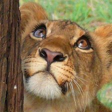 Схема вышивки «львёнок»