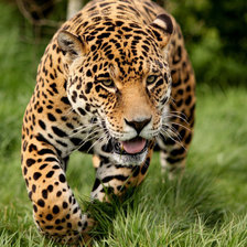 Схема вышивки «киска»