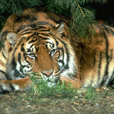 Схема вышивки «№1306158»