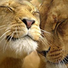 Схема вышивки «№1306161»