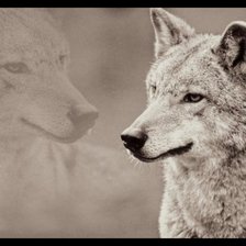 Схема вышивки «Волк»