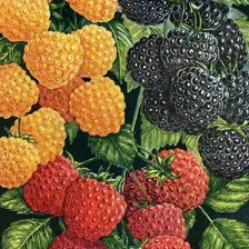 Схема вышивки «ягодное ассорти»