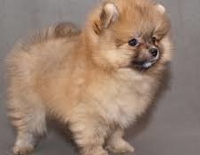 Схема вышивки «песик»