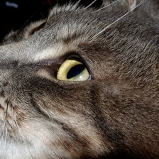 Схема вышивки «Котик»