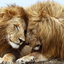 Схема вышивки «Львиная любовь»