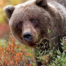 Схема вышивки «Медведь»