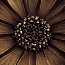 Схема вышивки «Кофейный цветок»