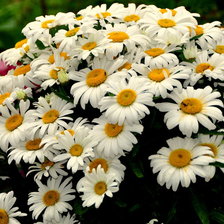 Схема вышивки «№1307594»