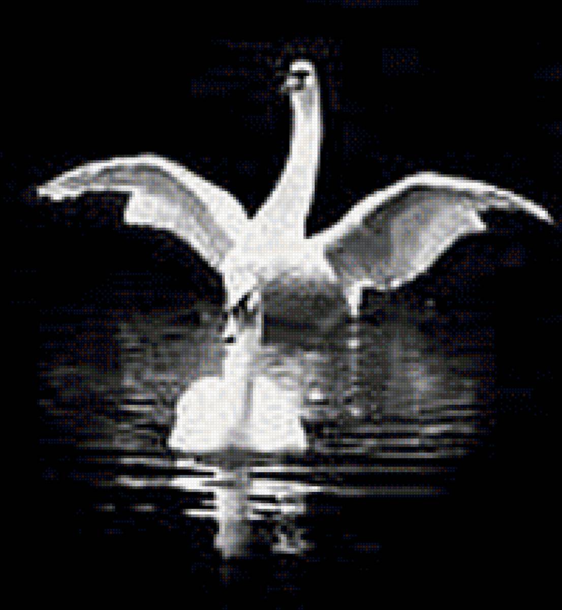 лебеди - птицы, лебеди, монохром - предпросмотр