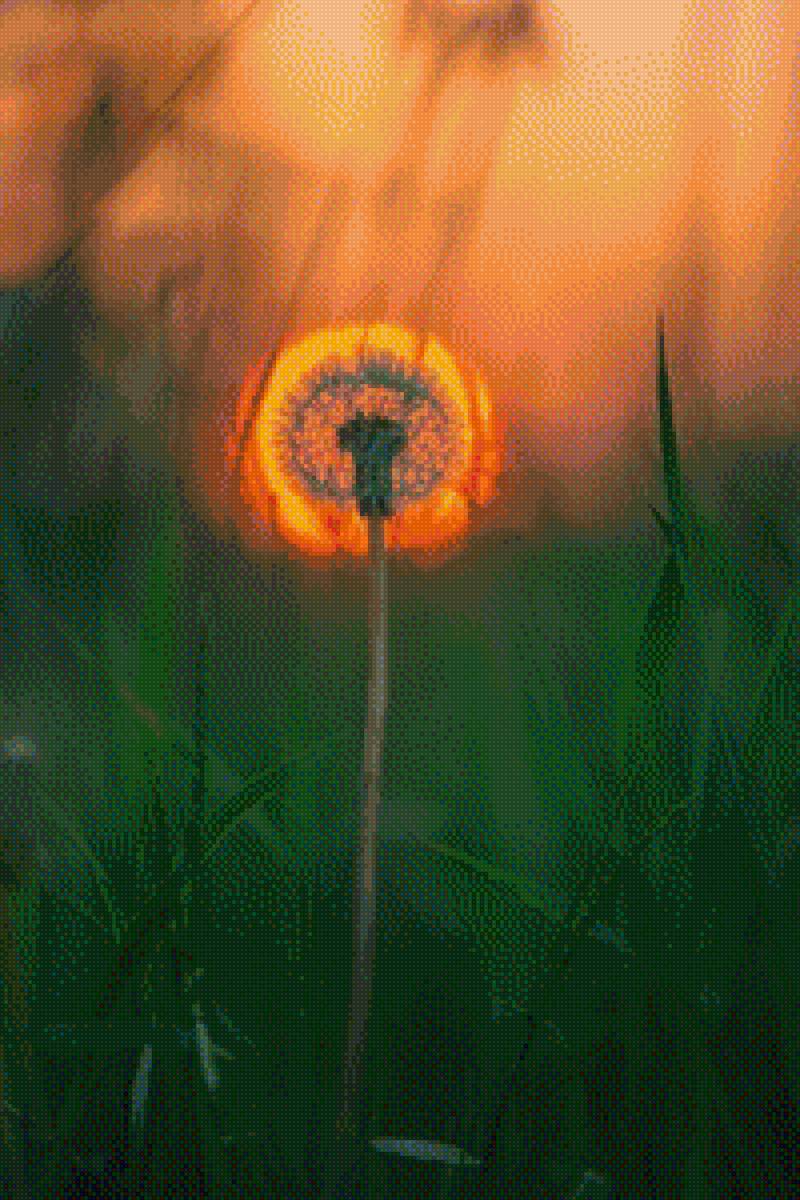 одуванчик - одуванчик, природа, закат - предпросмотр