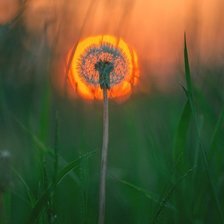 Схема вышивки «одуванчик»