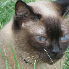 Схема вышивки «Домашний питомец»