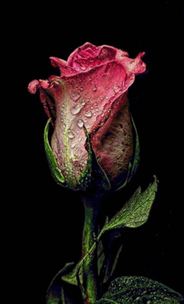 №1308105 - предпросмотр