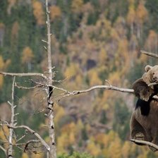 Схема вышивки «высоко сижу»