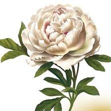 Схема вышивки «Пион»