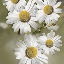 Схема вышивки «№1308625»