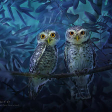 Схема вышивки «№1308889»