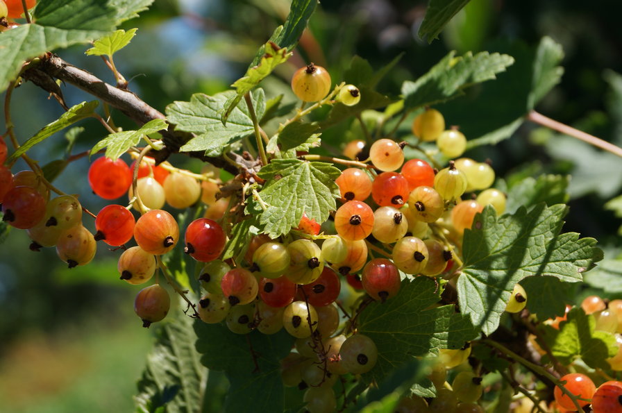 Смородина - оригинал