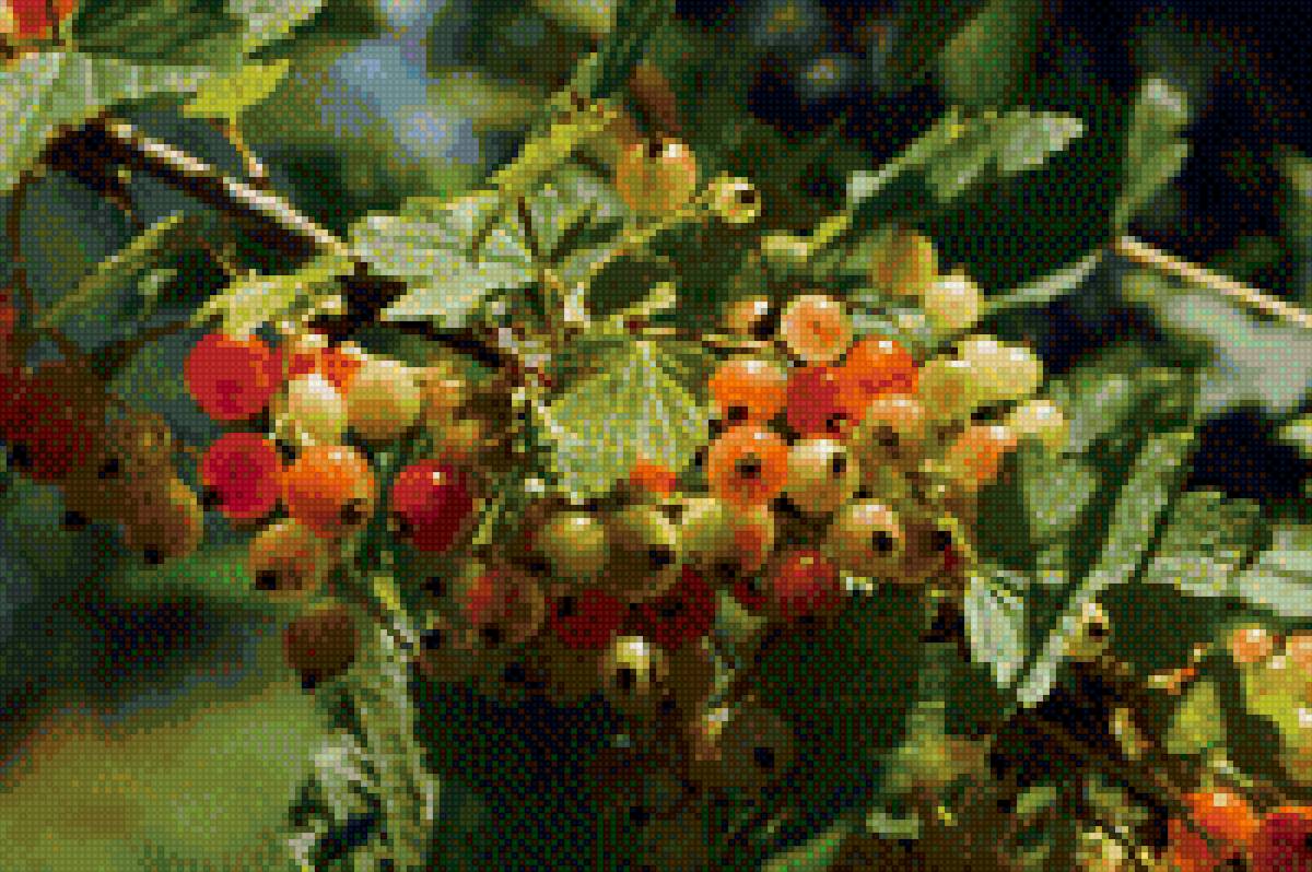 Смородина - предпросмотр