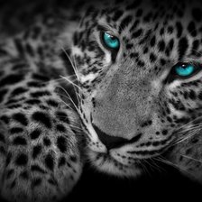 Схема вышивки «Леопард»