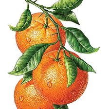 Схема вышивки «770»