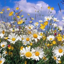 Ромашковое поле