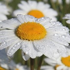 Схема вышивки «Ромшка»