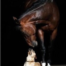 Схема вышивки «Дружба»