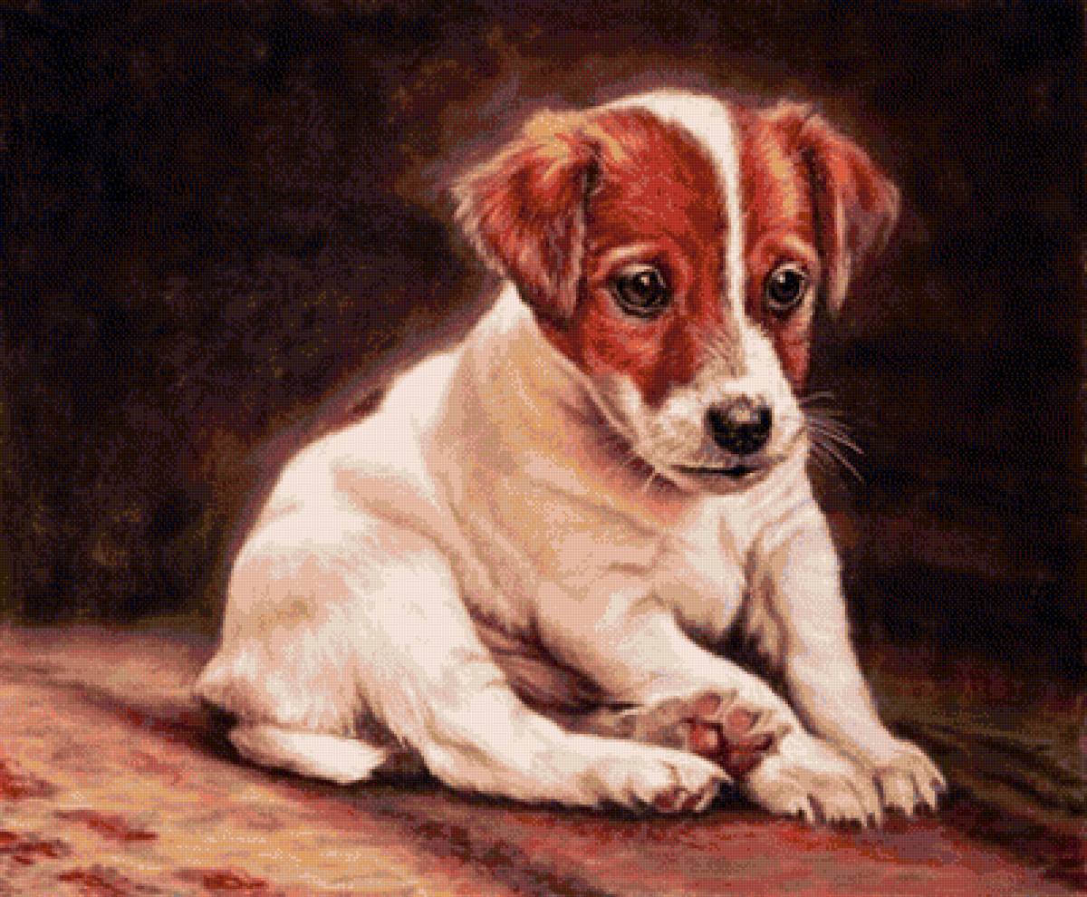 №1310885 - собака, щенок - предпросмотр