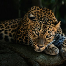 Схема вышивки «кошка»