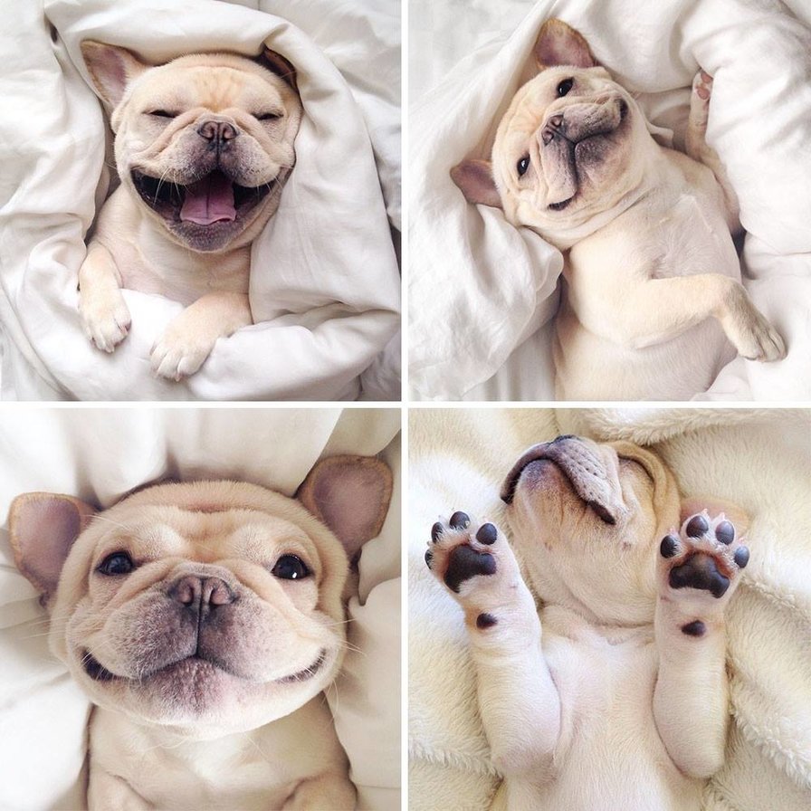 собака улыбака)))) - оригинал